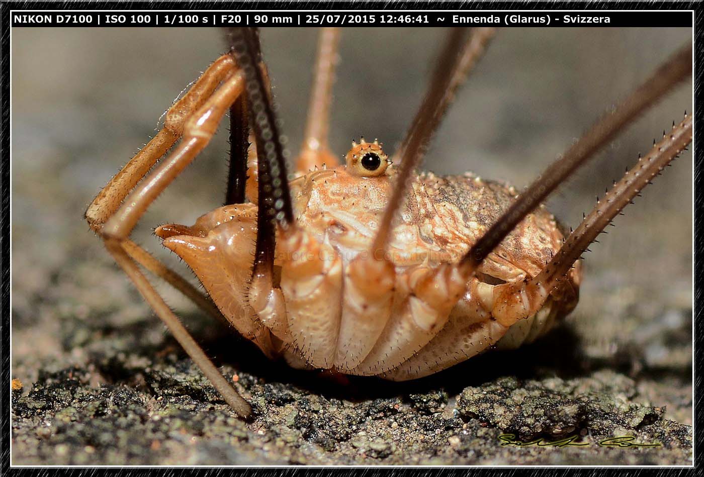 Phalangium cfr. opilio  - Ennenda (Svizzera)